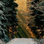 CONTES SAUVAGES pour adulte