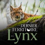 Projection "Le dernier territoire du Lynx"