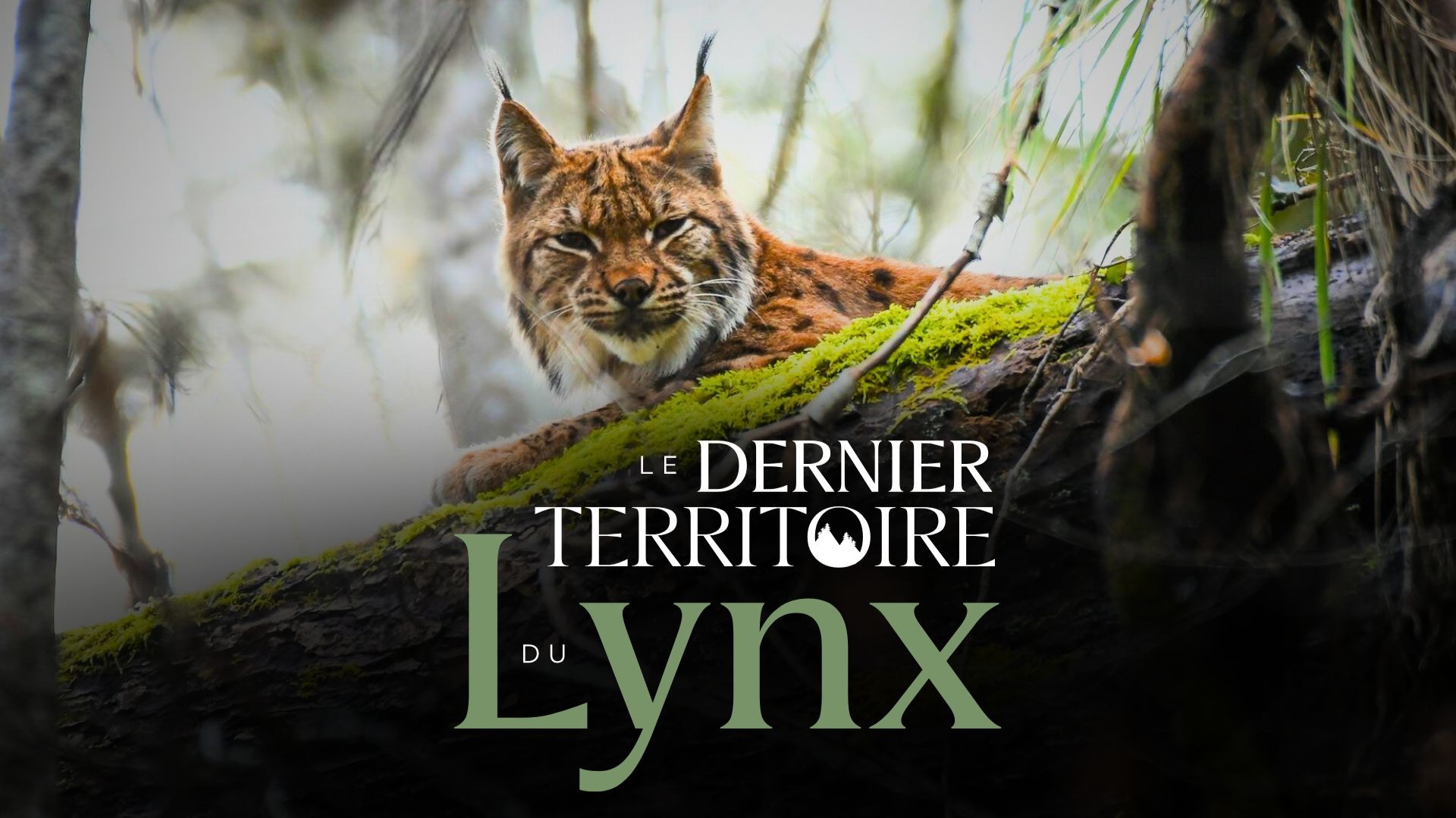 Projection "Le dernier territoire du Lynx"